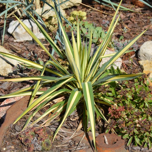 Yucca filamentosa 'Color Guard' - Kiuline tääkliilia 'Color Guard'